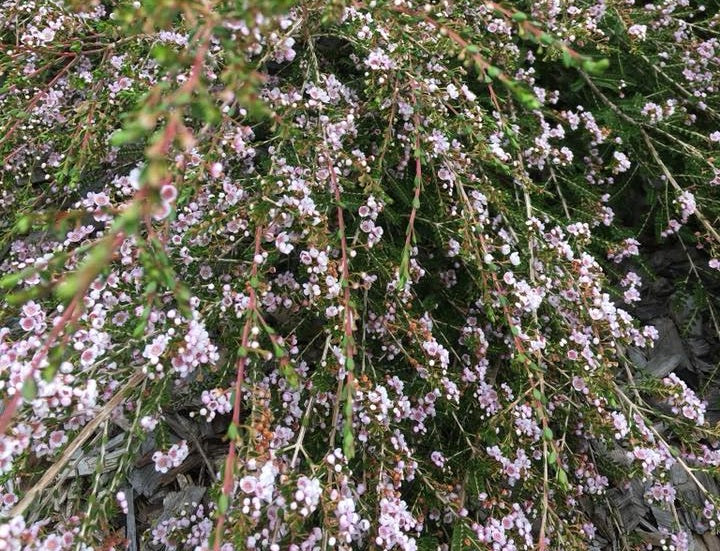Thryptomene saxicola - FC PAYNE - Rock Thryptomene