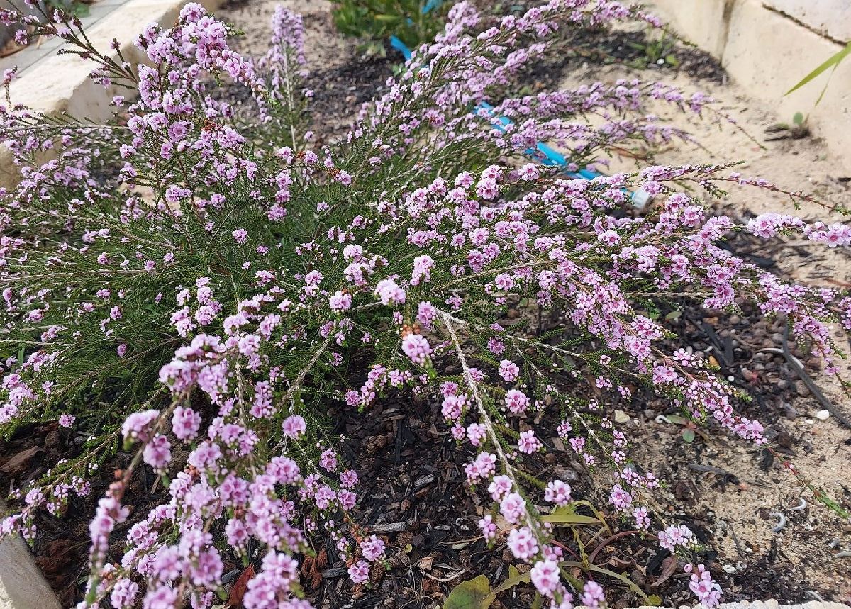 Thryptomene saxicola - MINGENEW - Rock Thryptomene