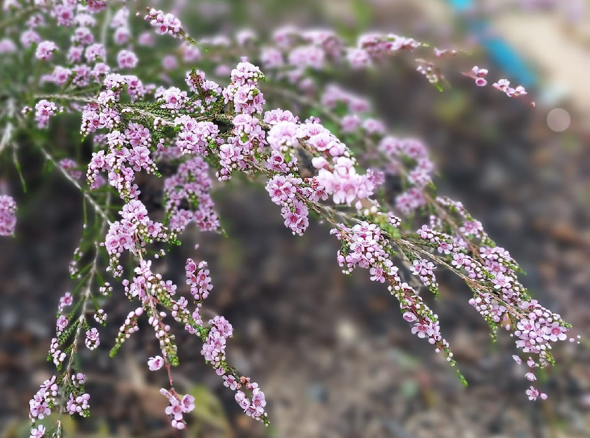 Thryptomene saxicola - MINGENEW - Rock Thryptomene