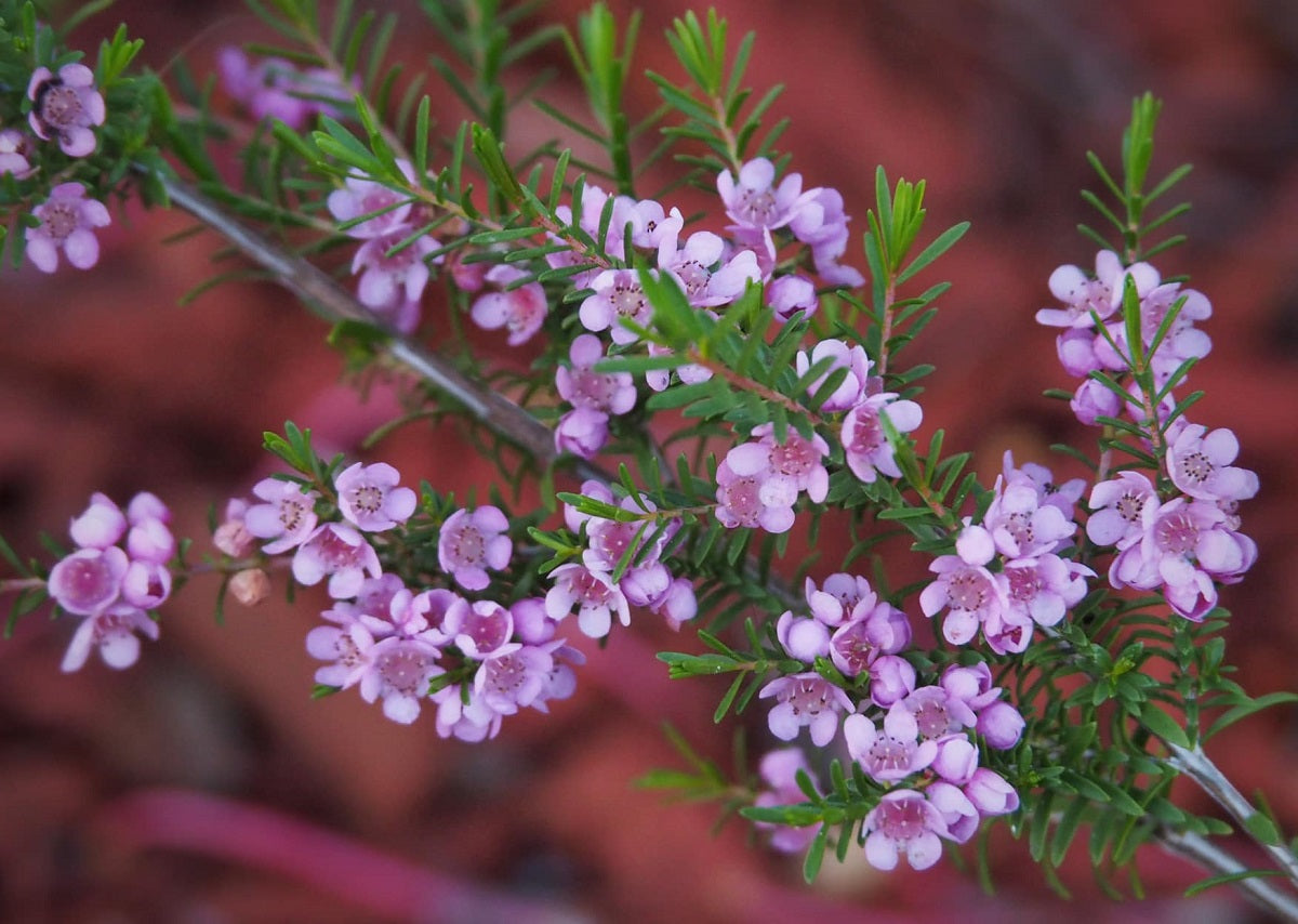 Thryptomene saxicola - PINK LACE - Rock Thryptomene