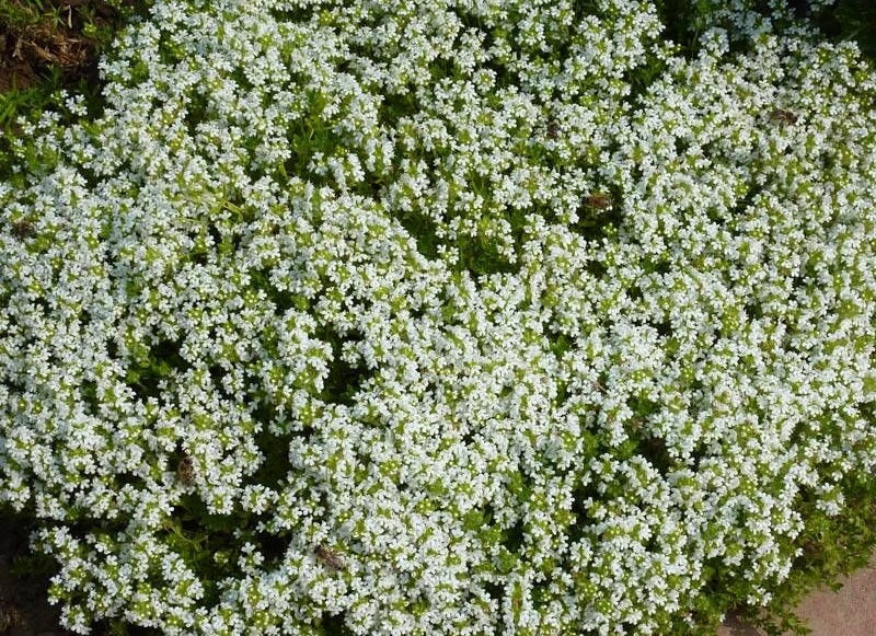 Thyme Creeping White - ALBA - Thymus serpyllum