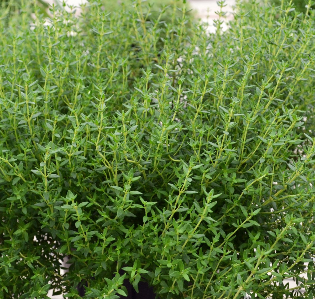 Thyme Faustini - Thymus vulgaris faustini
