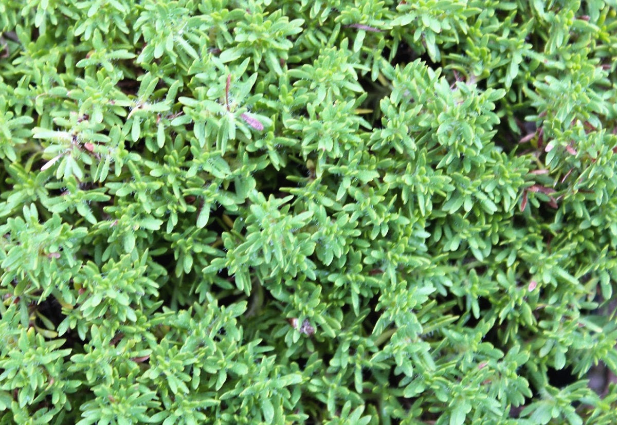 Thyme Creeping - ORANGE PEEL - Thymus richardii nitidus