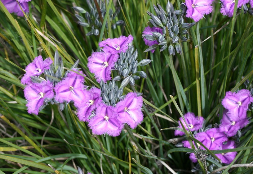 Thysanotus multiflorus - Fringe Lilly