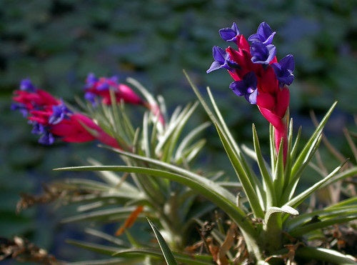 Tillandsia aeranthos - Flower of the Air Plant