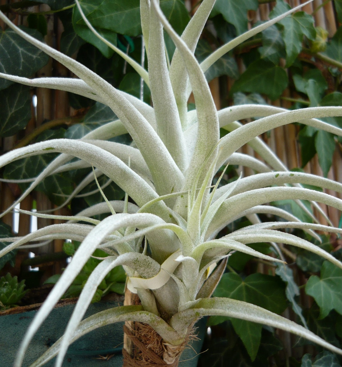 Tillandsia albida - White Bristle Air Plant