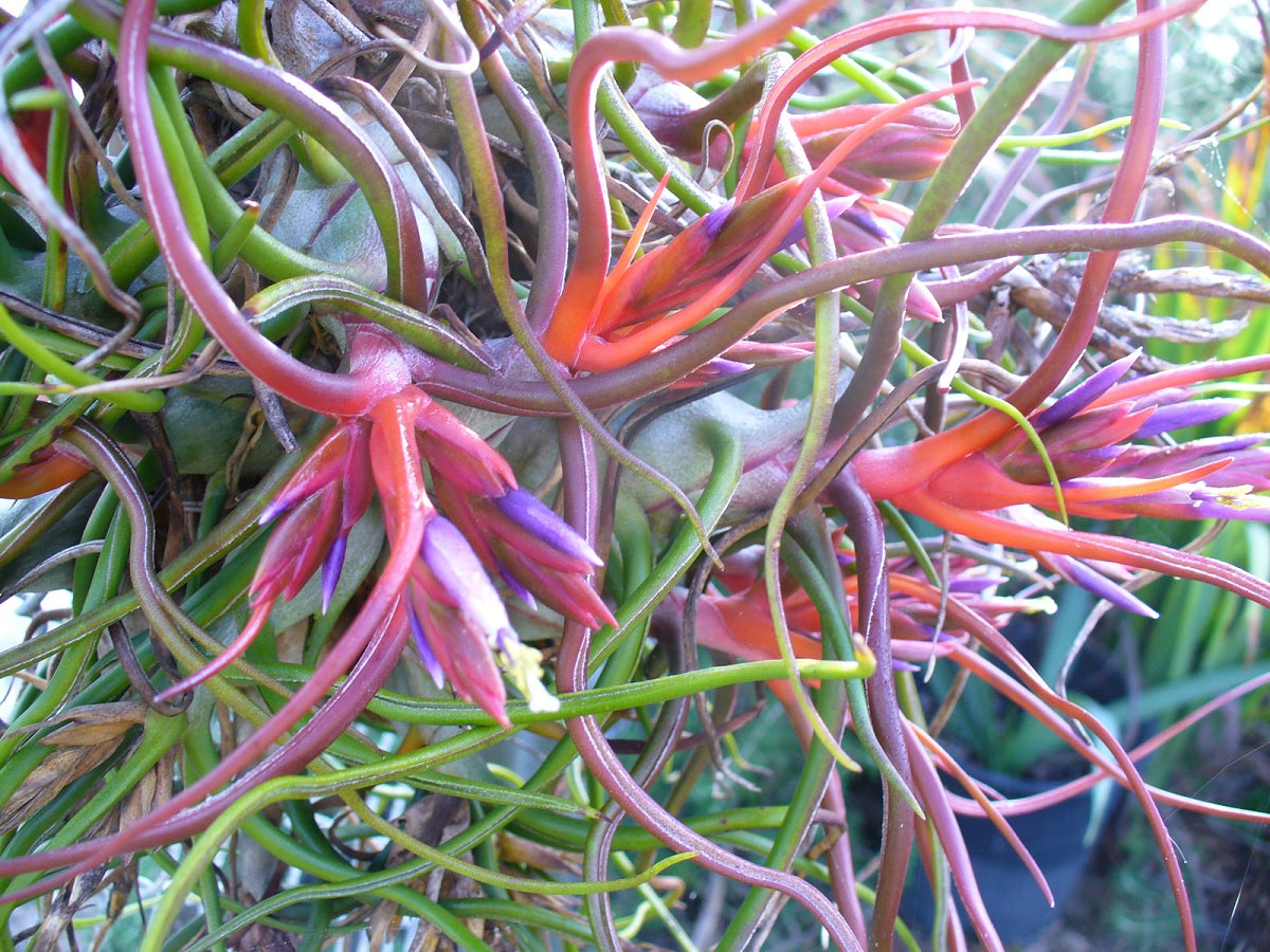 Tillandsia bulbosa - Bulbous Alien Air Plant
