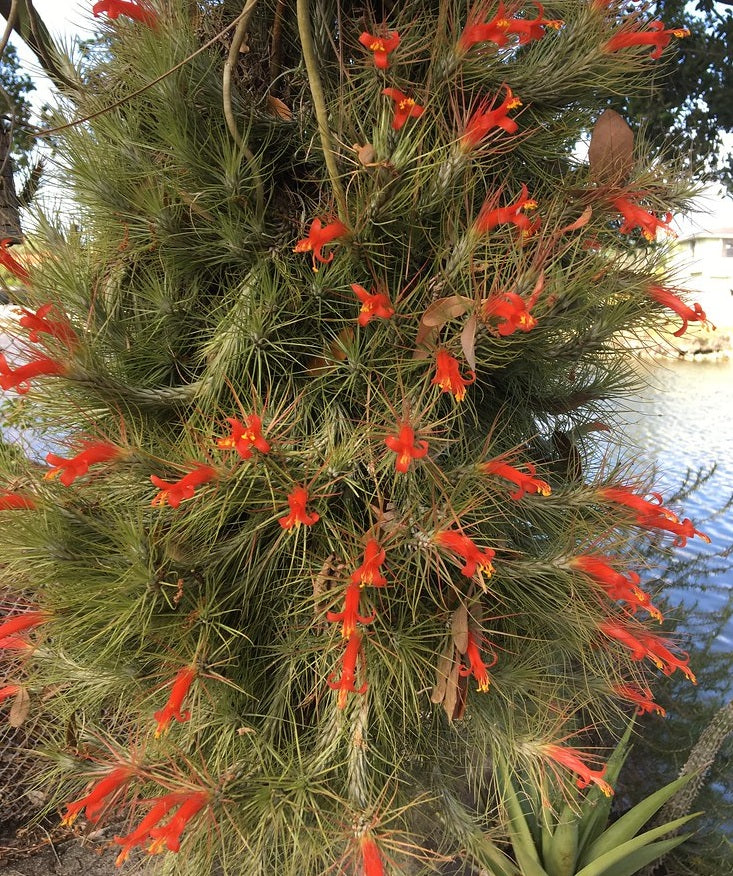 Tillandsia andreana - Floating Emerald Air Plant