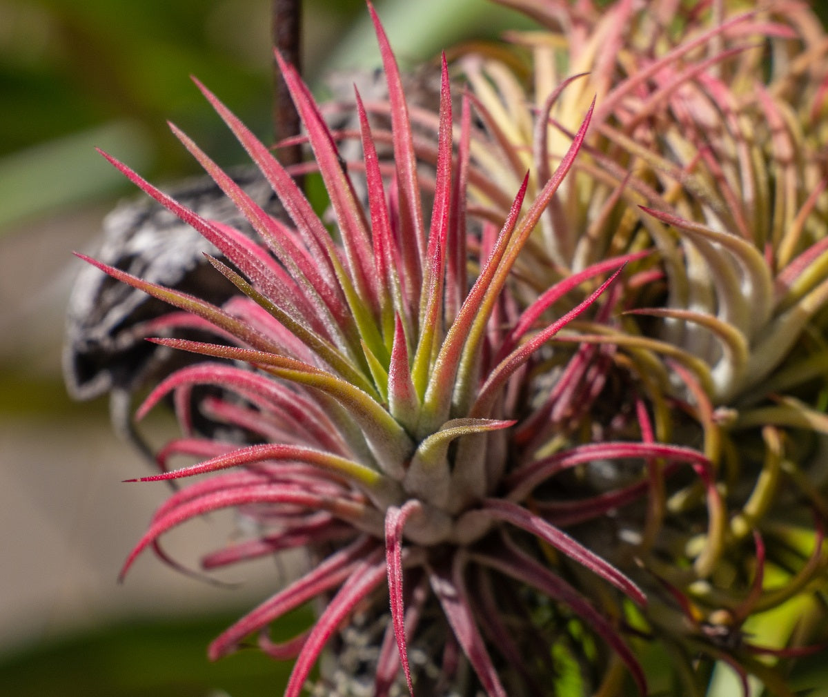 Tillandsia ionantha - RUBRA - Blushing Bride Air Plant