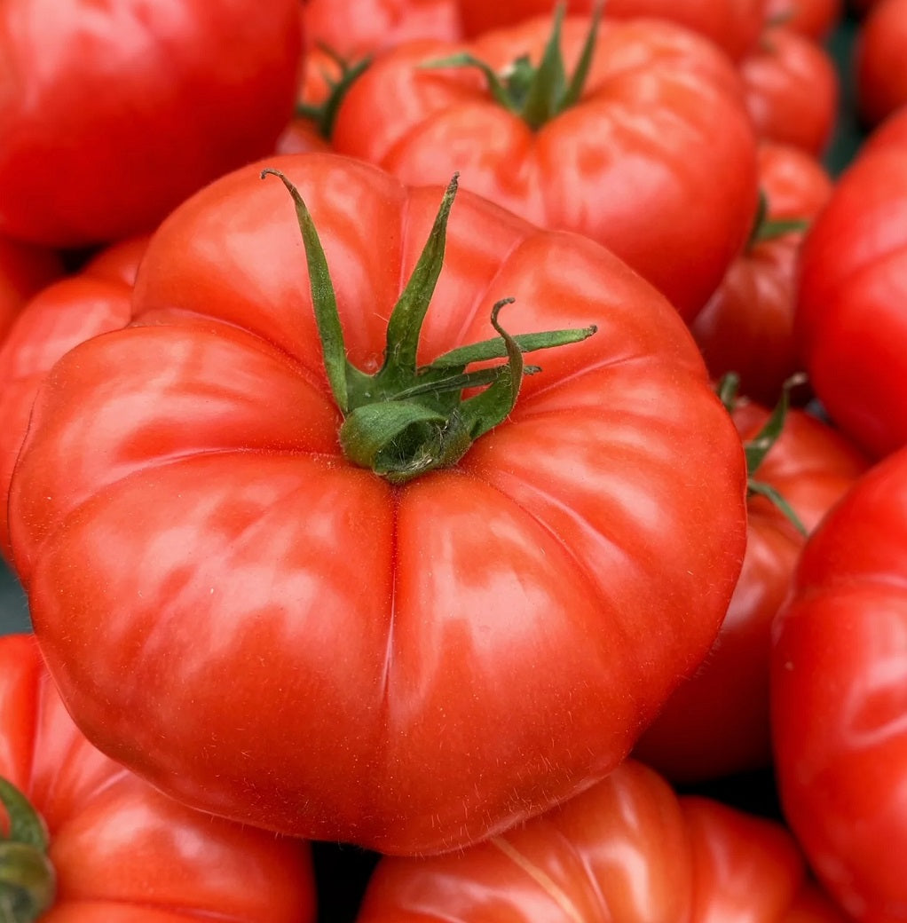 Tomato - BEEFSTEAK - Solanum lycopersicum