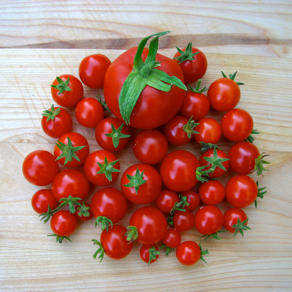 Tomato - CHERRY TRUSS - Solanum lycopersicum