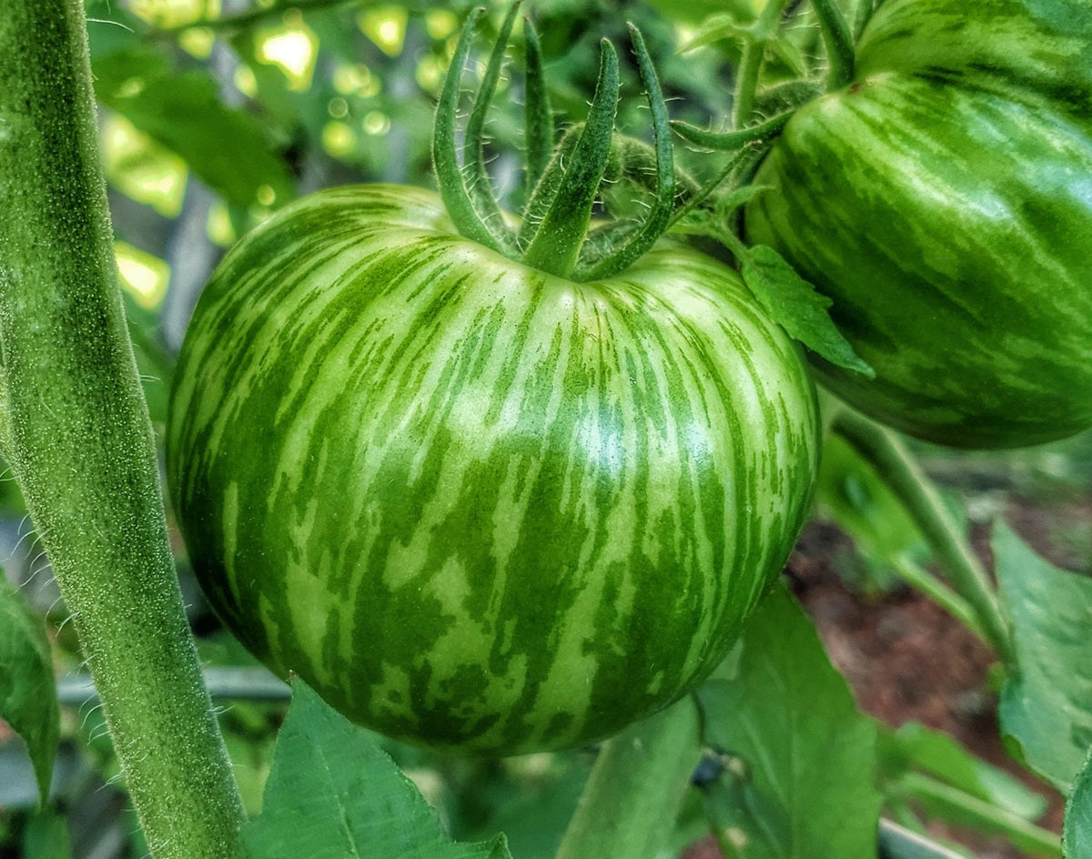 Tomato - GREEN ZEBRA - Solanum lycopersicum