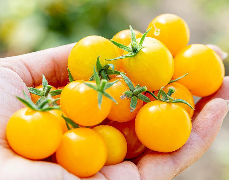 Tomato - HONEYBEE - Solanum lycopersicum