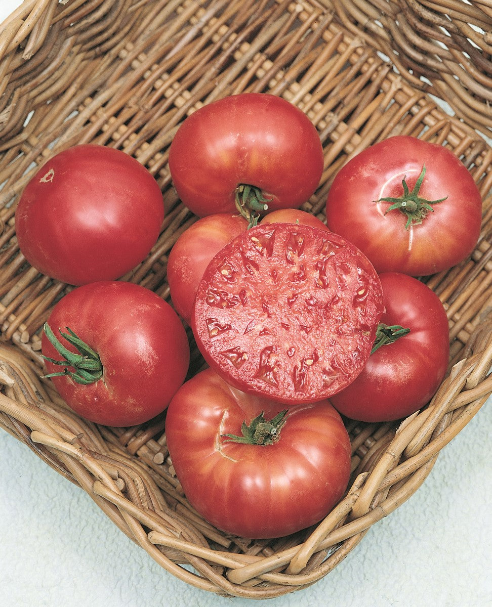 Tomato - MORTGAGE LIFTER - Solanum lycopersicum - Diggers