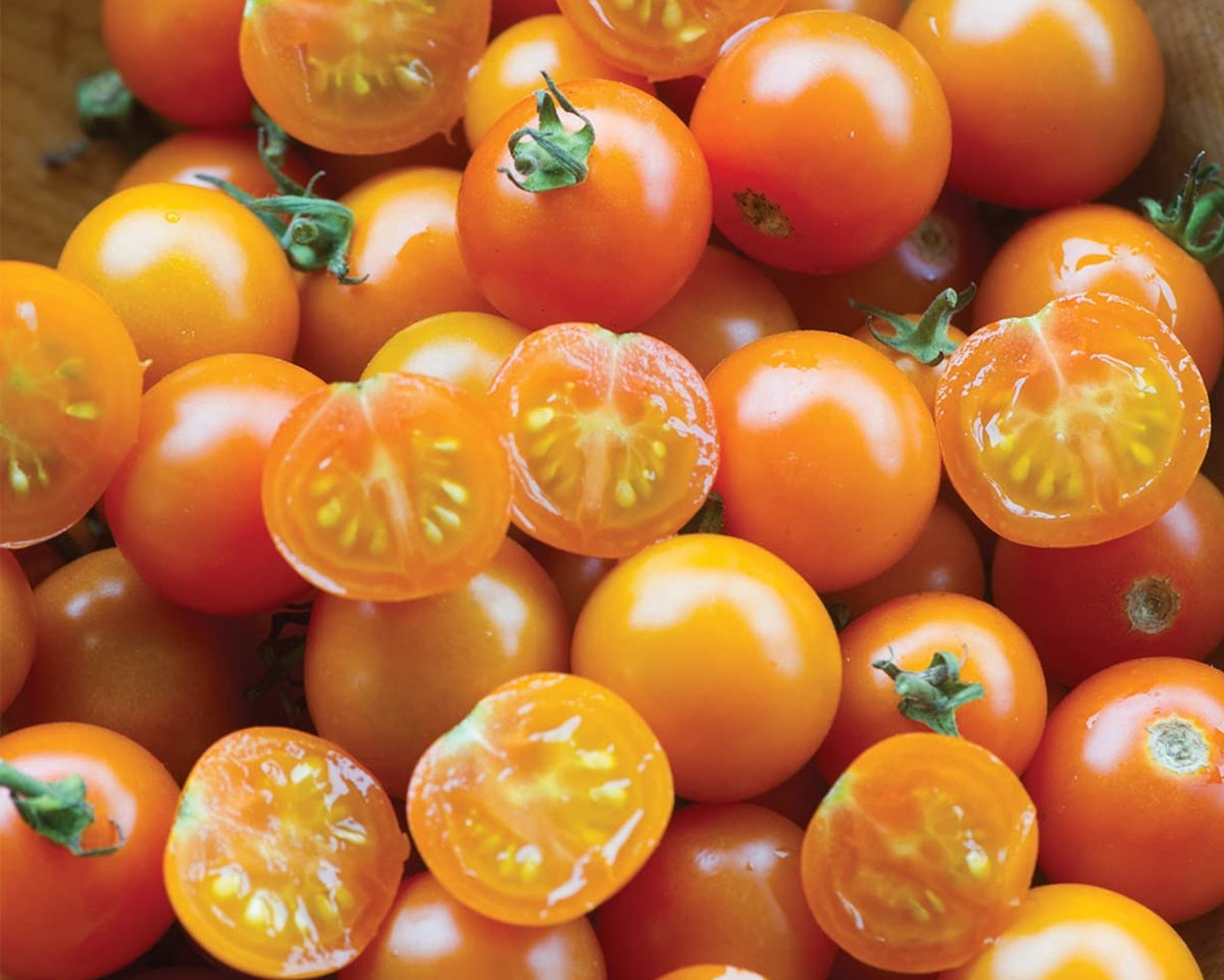 Tomato - ORANGE CHERRY - Solanum lycopersicum