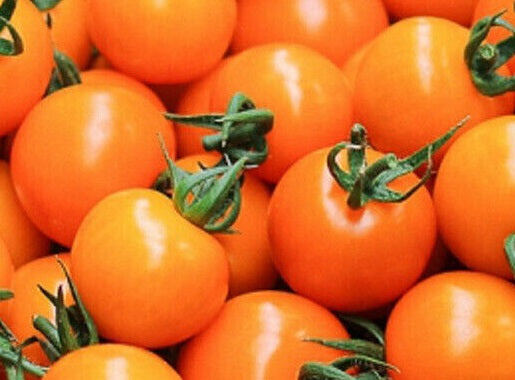 Tomato - ORANGE PIXIE - Solanum lycopersicum