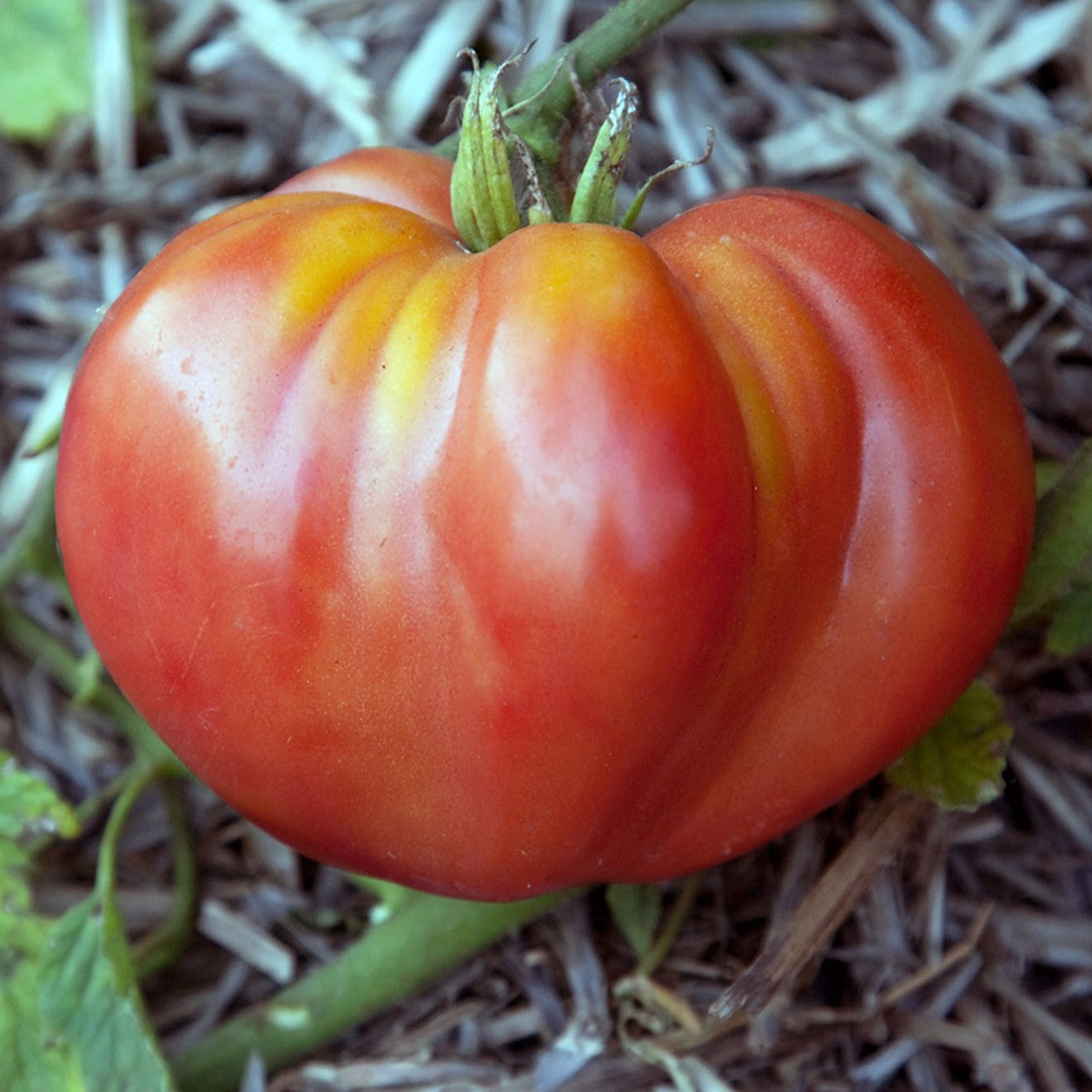 Tomato - OXHEART - Solanum lycopersicum