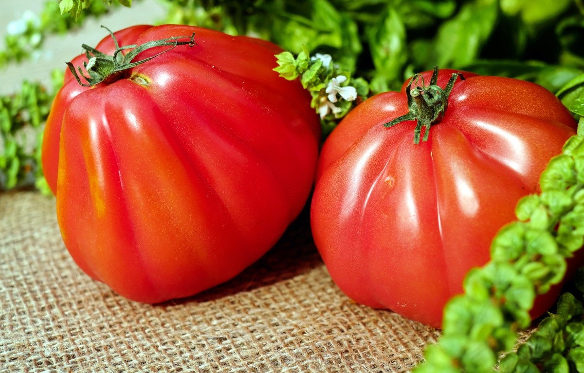 Tomato - RED RUSSIAN - Solanum lycopersicum