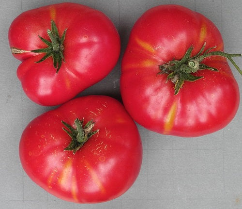 Tomato - SIBERIAN - Solanum lycopersicum