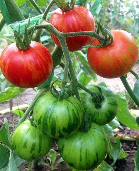 Tomato - TIGERELLA - Solanum lycopersicum - Diggers