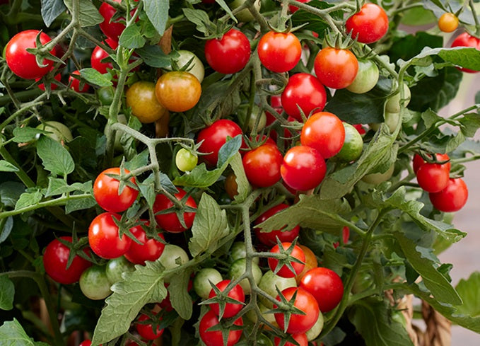 Tomato Dwarf - TINY TOM - Solanum lycopersicum
