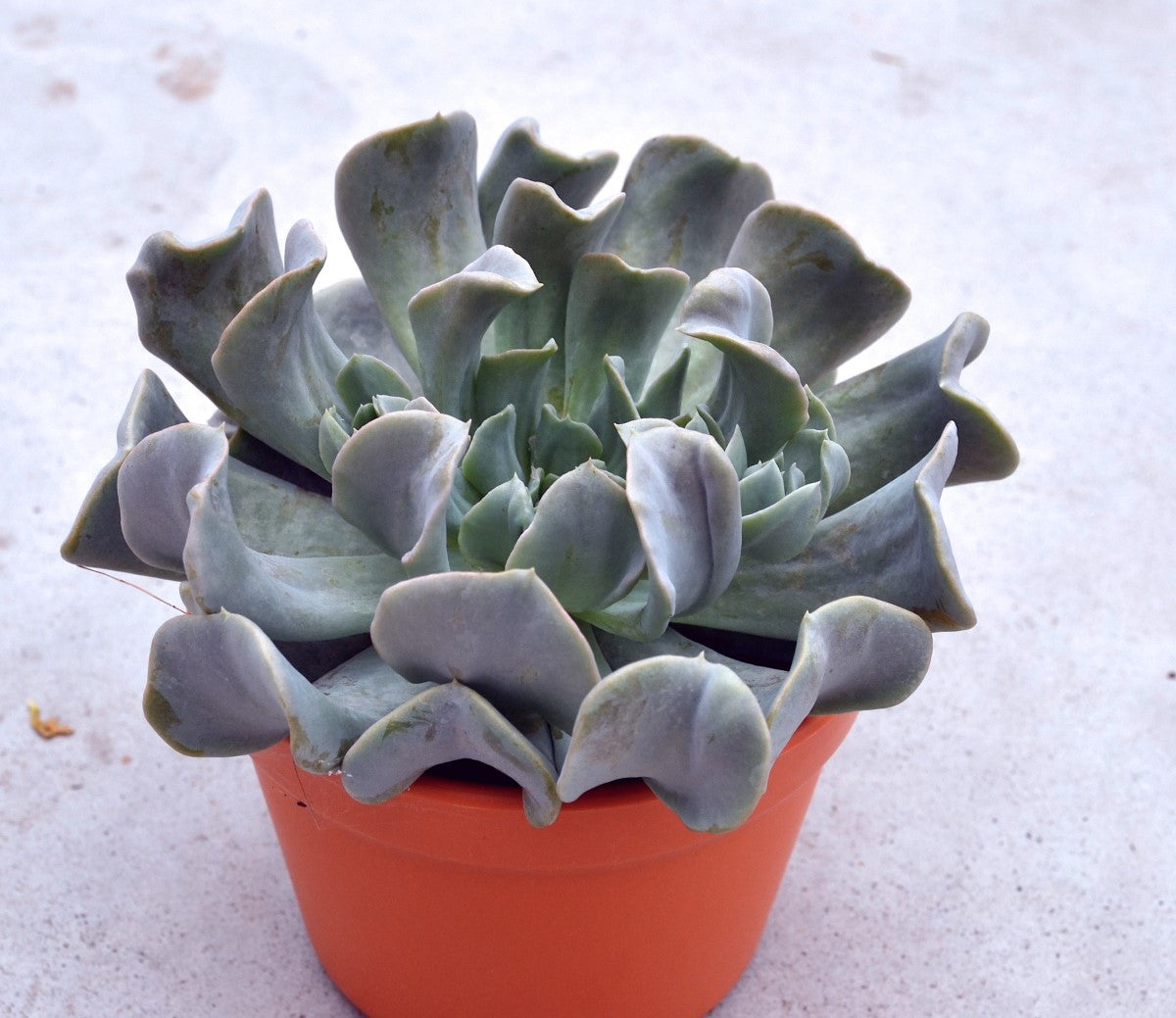 Echeveria runyonii - TOPSY TURVY - Mexican Hen and Chicks