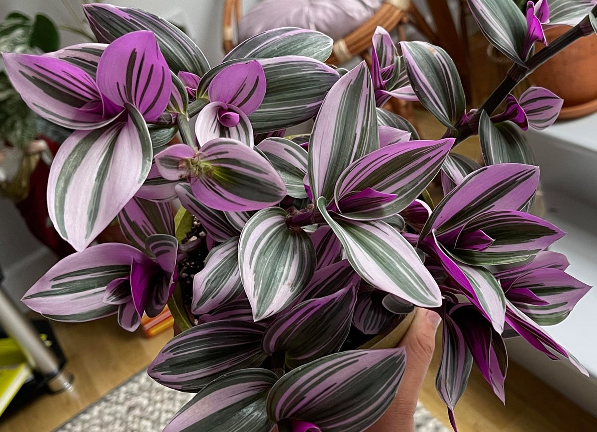 Tradescantia fluminensis - NANOUK - Variegated Small-Leaf Spiderwort 'Nanouk' PBR Hanging Basket