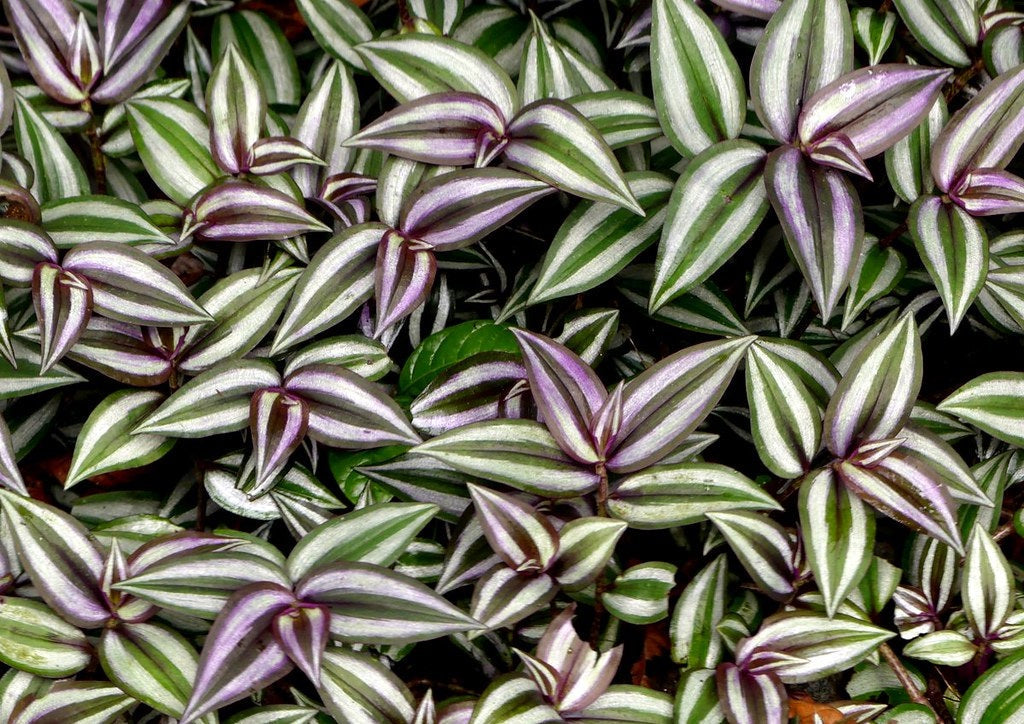 Tradescantia zebrina - Wandering Dude