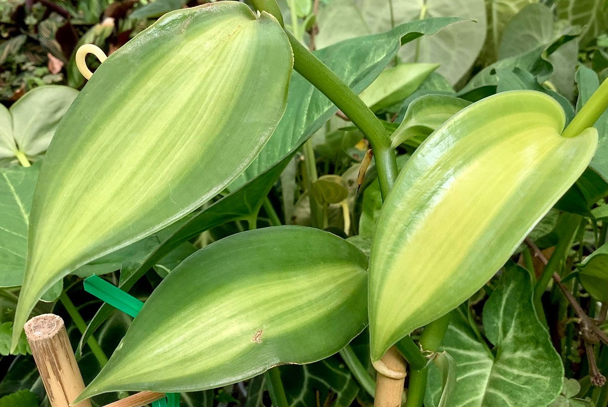 Vanilla planifolia - Variegated Flat-Leaved Vanilla