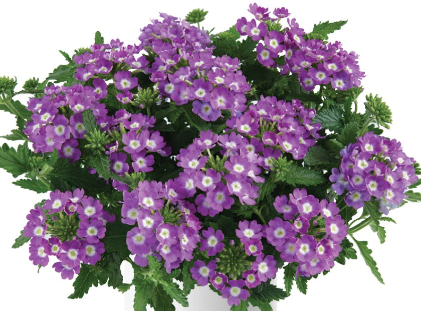 Glandularia x hybrida - Vanessa™ COMPACT OPTIK LAVENDER - Mock Vervain Verbena