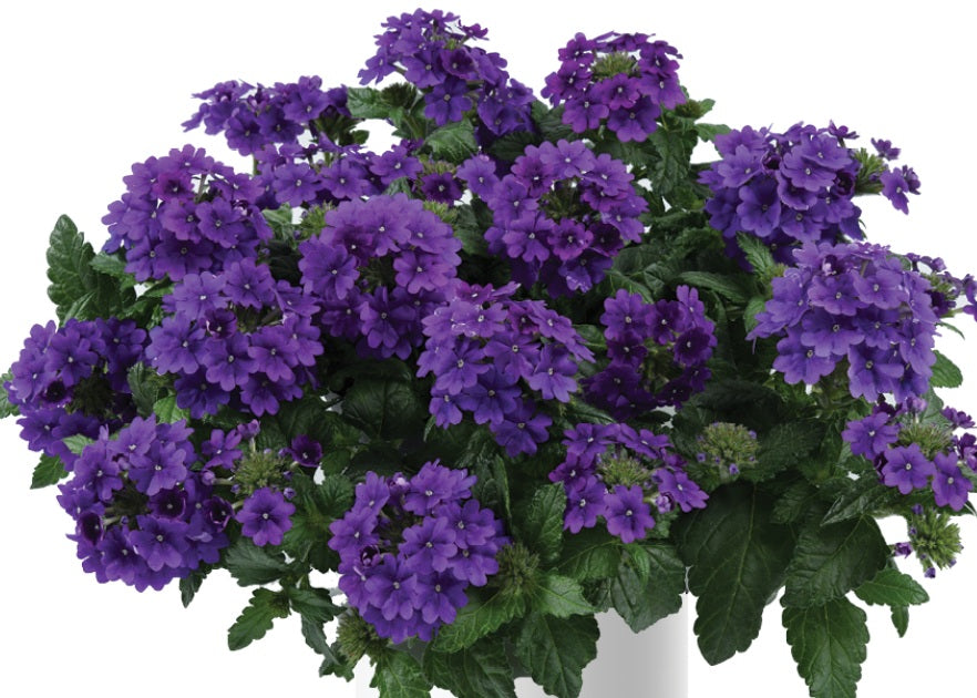 Glandularia x hybrida - Vanessa™ PURPLE - Mock Vervain Verbena