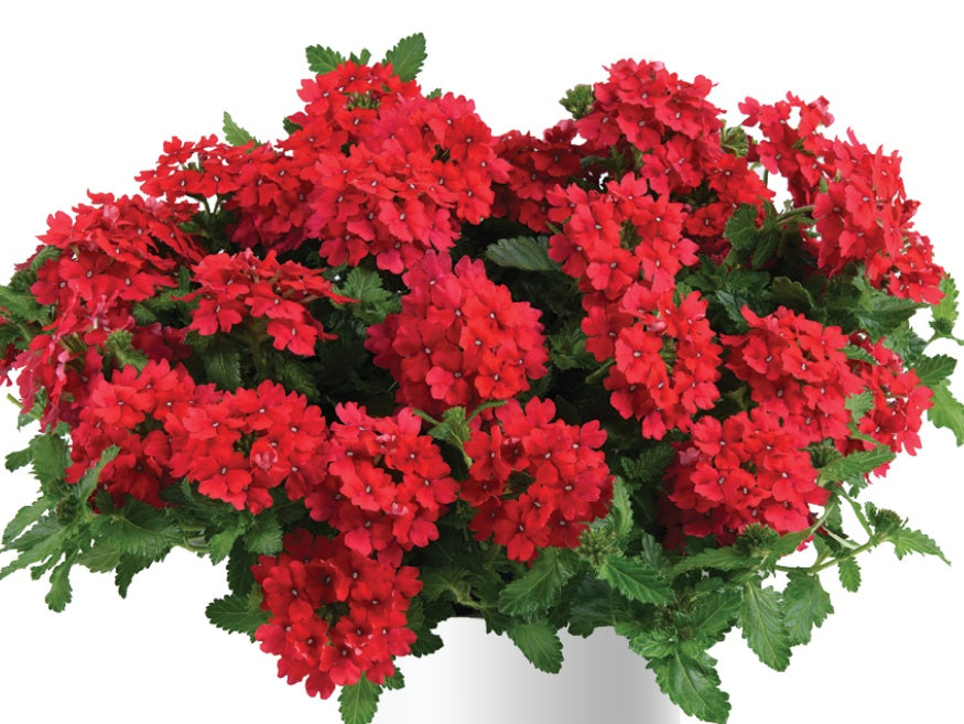 Glandularia x hybrida - Vanessa™ RED - Mock Vervain Verbena