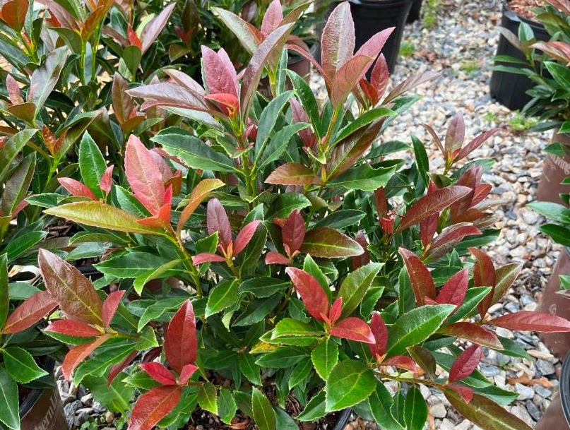 Viburnum odoratissimum - COPPERTOP - Sweet Viburnum