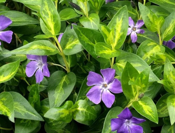 Vinca major - MACULATA - Greater Periwinkle