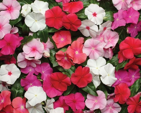 Vinca - PACIFICA XP MIX - Catharanthus roseus