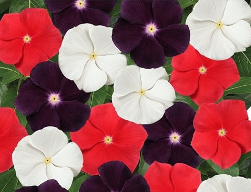 Vinca - PUNCHLINE - Catharanthus roseus