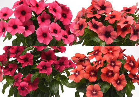 Vinca - TATTOO MIX - Catharanthus roseus