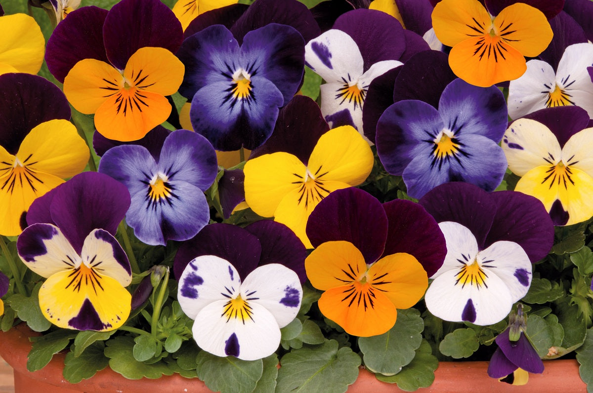 Viola cornuta - Sorbet® XP JUMP-UP MIX - Horned Violet