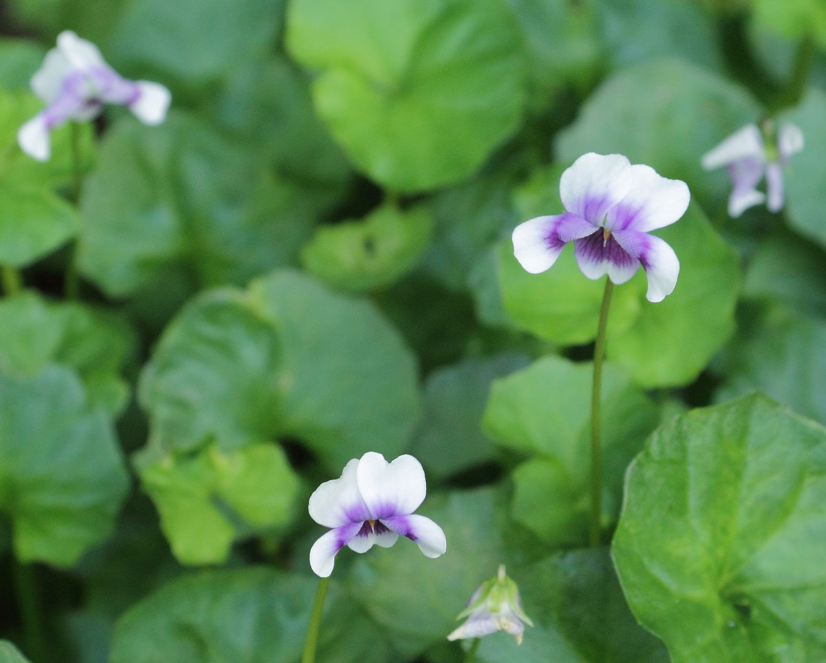 Viola hederacea - Native Violet