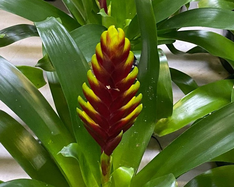 Vriesea - BURGUNDY AND YELLOW