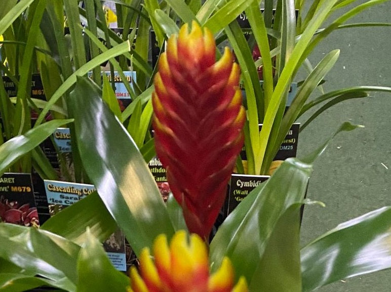 Vriesea - DARK RED AND YELLOW
