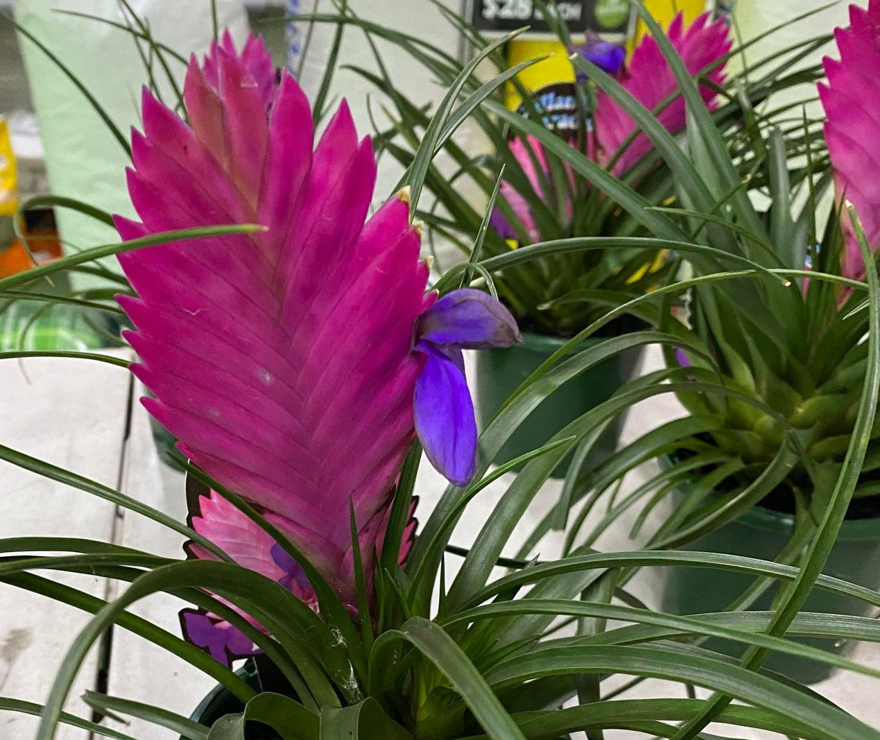 Wallisia cyanea - Pink Quill