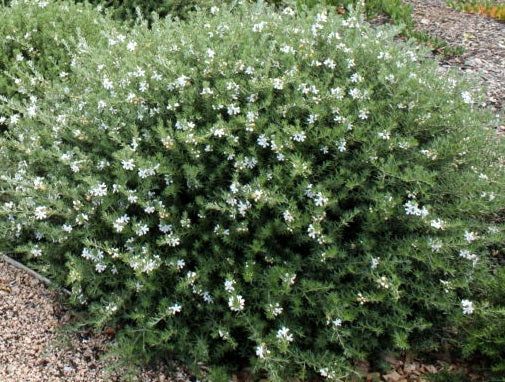 Westringia fruticosa - MUNDI™ - Coastal Rosemary 'WES05' PBR