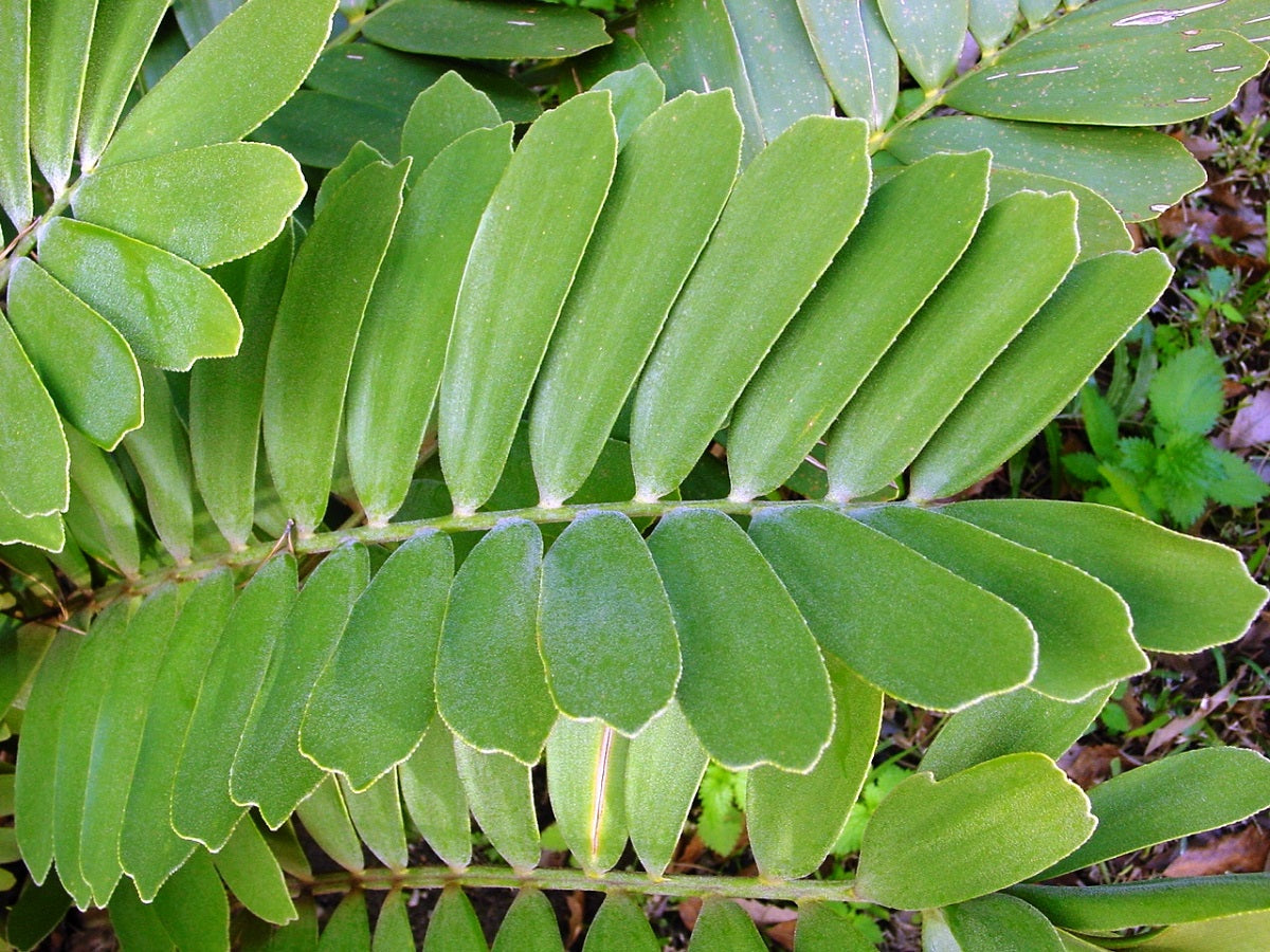 ZAMIA FURFURACEA CARDBOARD PALM