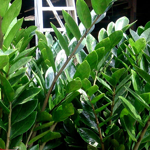 Zamioculcas zamiifolia