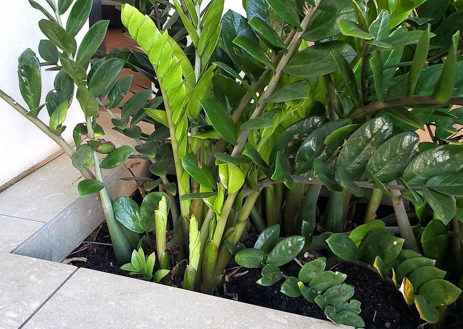 buy zz plant perth Zamioculcas zamiifolia