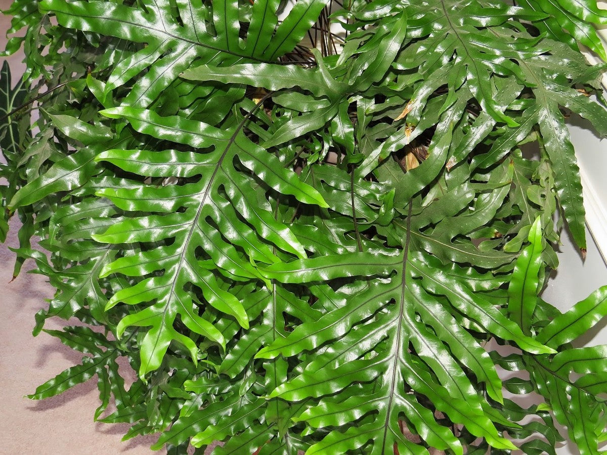 Zealandia pustulata - Kangaroo Fern