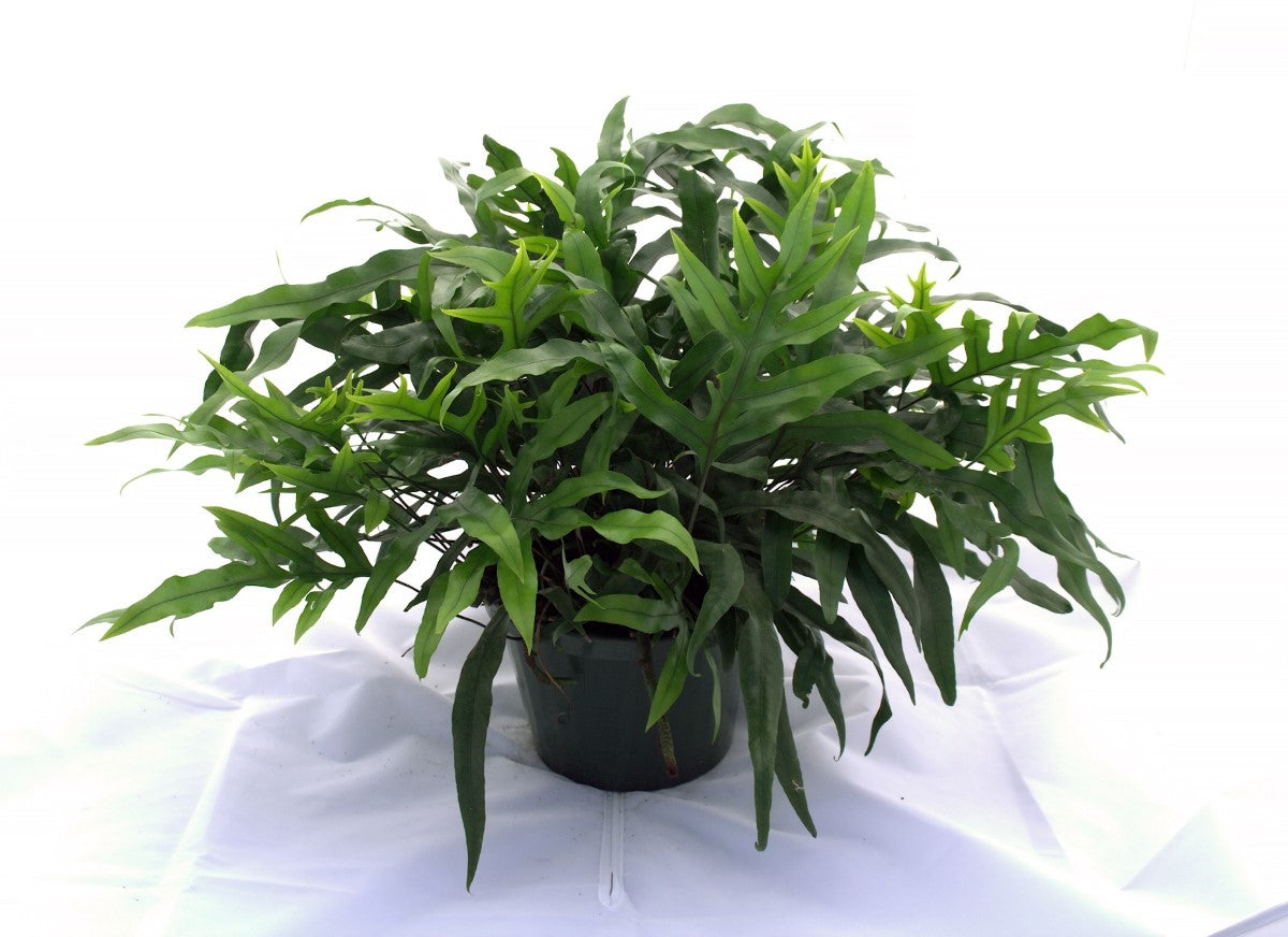 Zealandia pustulata - Kangaroo Fern