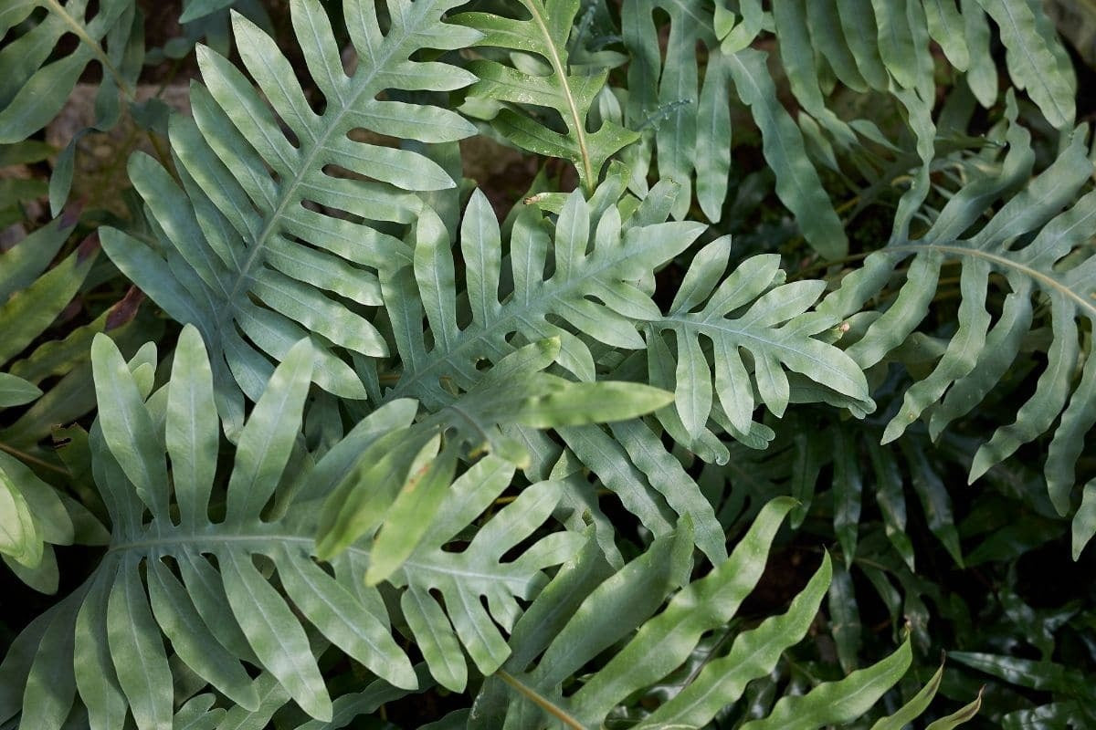 Zealandia pustulata - Kangaroo Fern
