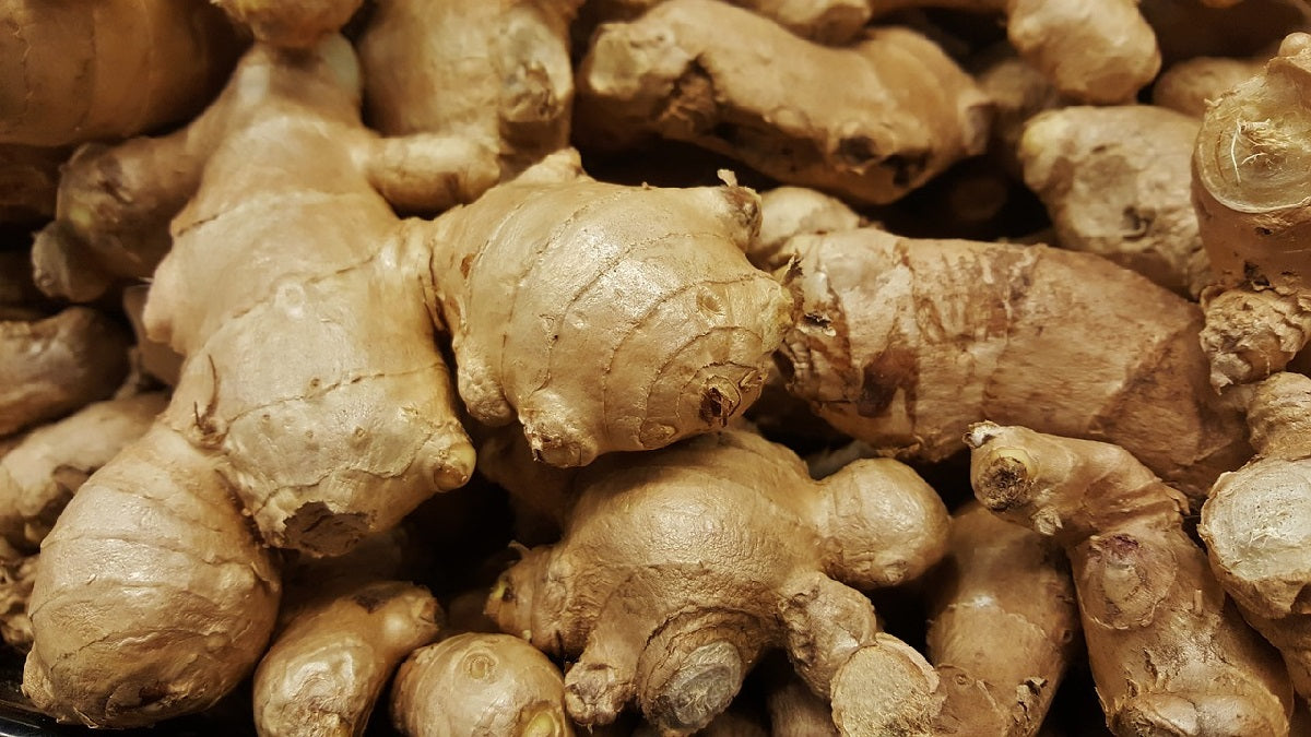 Zingiber officinale - JUMBO - Edible Ginger